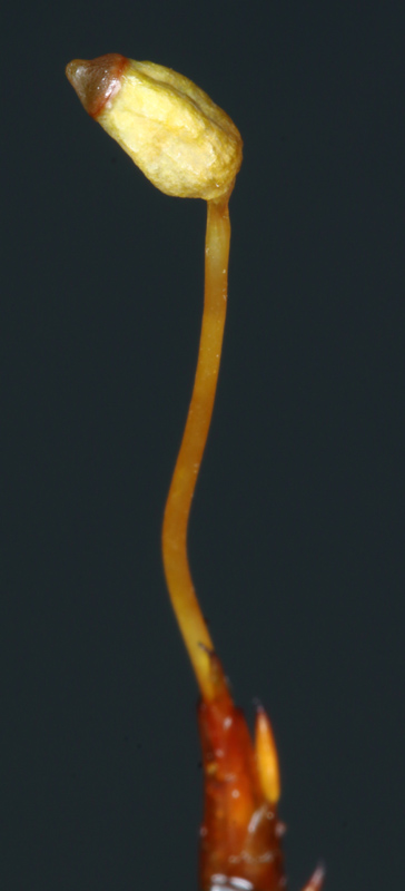 Polytrichastrum fragile